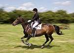 Wanborough Horse and Dog show